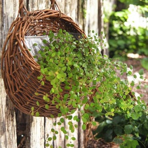 - Claycanopy Store